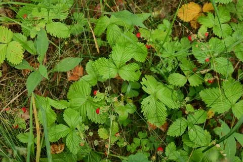 Wild Strawberry Patch in Forest Stock Photos