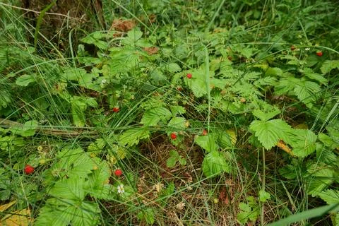 Wild Strawberry Patch in Forest Stock Photos