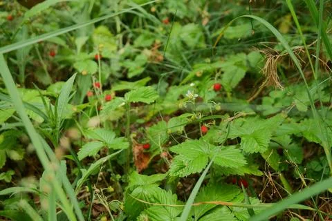 Wild Strawberry Patch in Forest Stock Photos