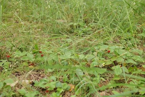 Wild Strawberry Patch with Ripe Berries in Forest Stock Photos