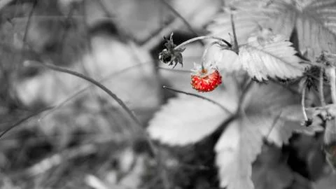 Wild strawberry Stock Photos