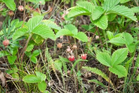 Wild strawberry Stock Photos