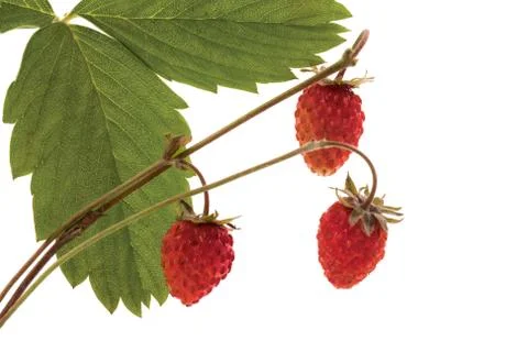 Wild strawberry Foto stock