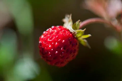 Wild strawberry Foto stock