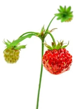 Wild strawberry Stock Photos