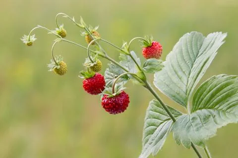 Wild strawberry 스톡 사진