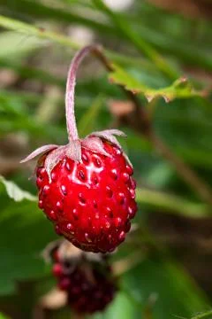 Wild strawberry Stock Photos