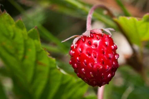 Wild strawberry Stock Photos