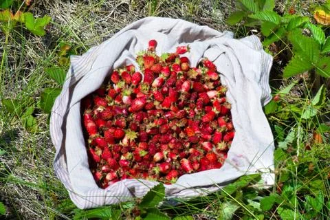 Wild strawberry Foto stock