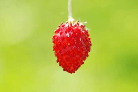 Wild strawberry Stock Photos