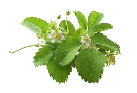 Wild strawberry Stock Photos