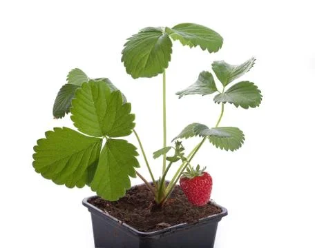 Wild strawberry Stock Photos