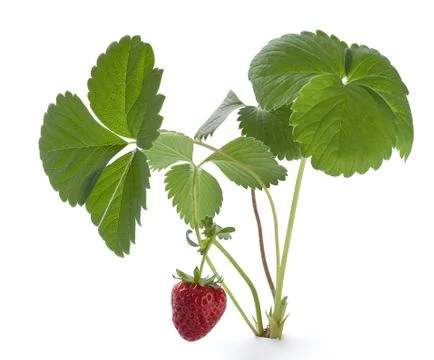 Wild strawberry Stock Photos