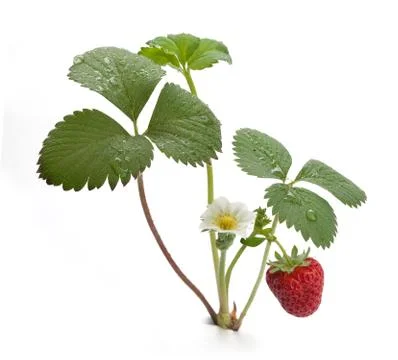 Wild strawberry Stock Photos