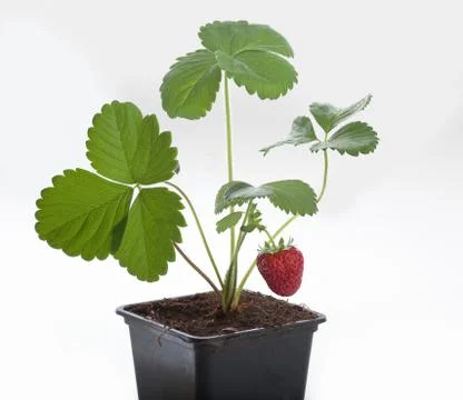 Wild strawberry Stock Photos