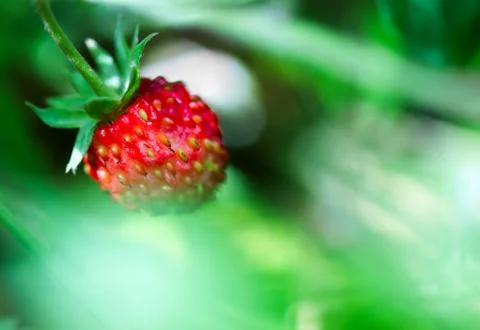 Wild strawberry Stock Photos