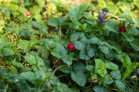 Wild Strawberry Stock Photos