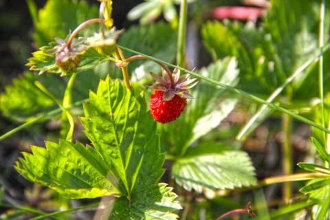 Wild strawberry Stock Photos