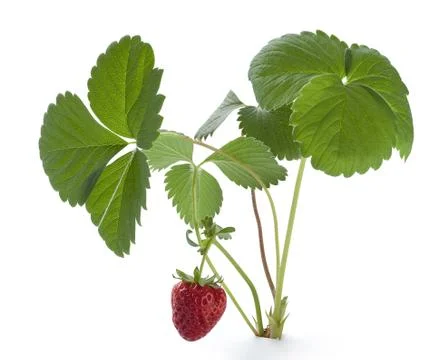 Wild strawberry Stock-Fotos