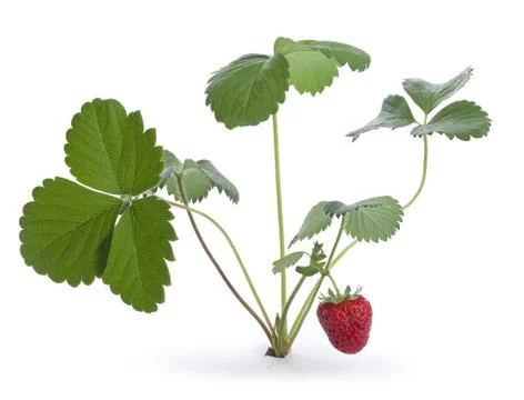 Wild strawberry Stock Photos