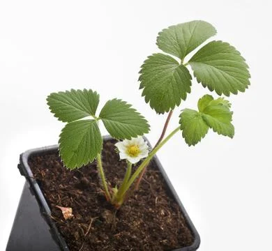 Wild strawberry Stock Photos