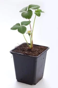 Wild strawberry Stock Photos