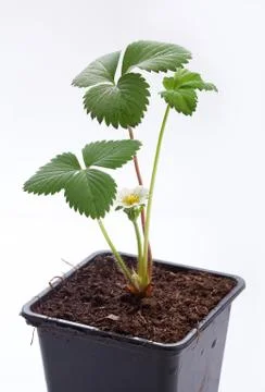 Wild strawberry Stock Photos