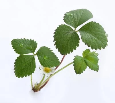 Wild strawberry Stock-Fotos
