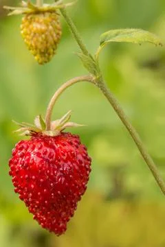 Wild strawberry Stock Photos
