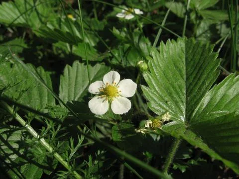 Wild strawberry Foto stock