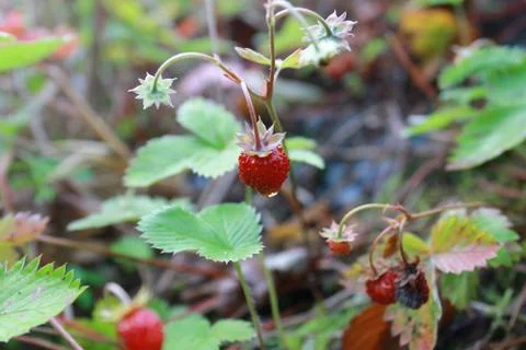 Wild strawberry Stock Photos