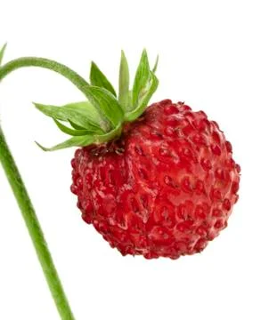 Wild strawberry Stock Photos
