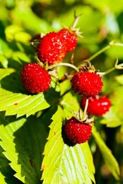 Wild strawberry Stock Photos