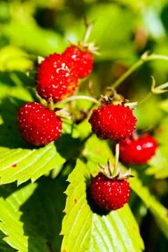 Wild strawberry Stock Photos