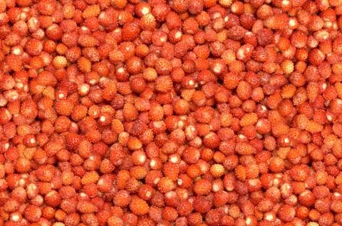 Wild strawberry Stock Photos