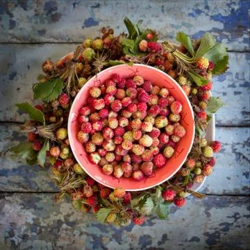Wild strawberry Stock Photos