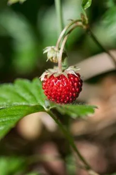 Wild strawberry Stock Photos