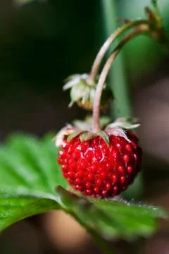 Wild strawberry Stock Photos