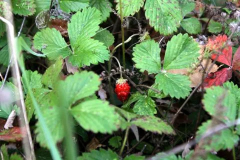 Wild strawberry Stock Photos