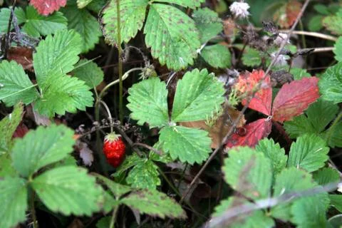 Wild strawberry Stock Photos