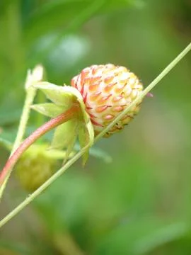 Wild strawberry Stock Photos