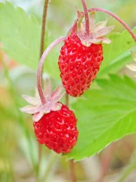 Wild strawberry Stock Photos