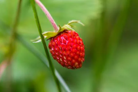 Wild Strawberry Stock Photos