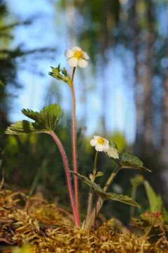 Wild strawberry Stock Photos