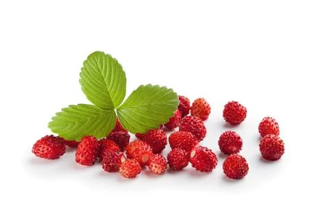 Wild strawberry Stock Photos