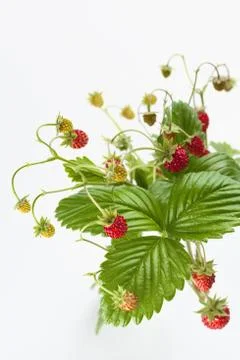 Wild strawberry Stock Photos