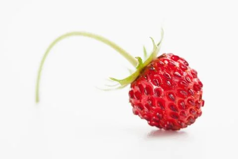 Wild strawberry Stock Photos