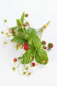 Wild strawberry Stock Photos