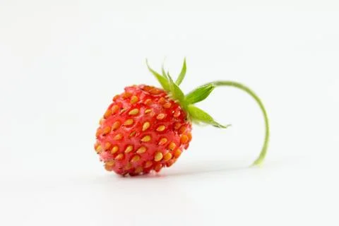 Wild Strawberry Stock Photos