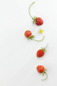 Wild Strawberry Stock Photos